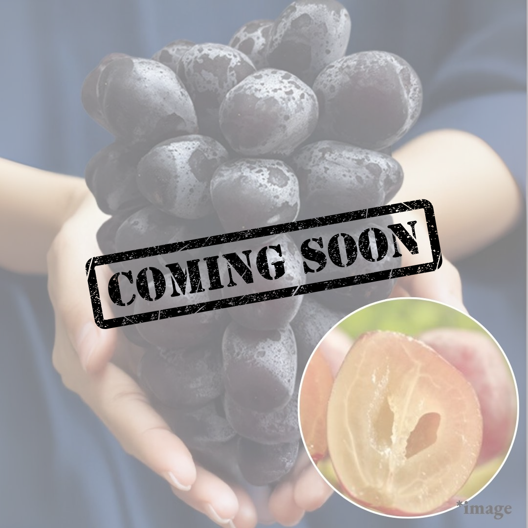 "Fuji no Kagayaki (Giftbox/3L-size/Rare)", Large Seedless Black Shine Muscat Named After Mt. Fuji, Approx. 500g | Delivery: 18th~19th Sep