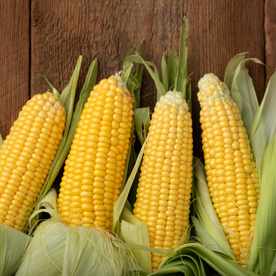 "Gold Rush", Sweet Corn from Hokkaido, approx.1.5kg/4pcs  | Delivery: 8th~9th Aug