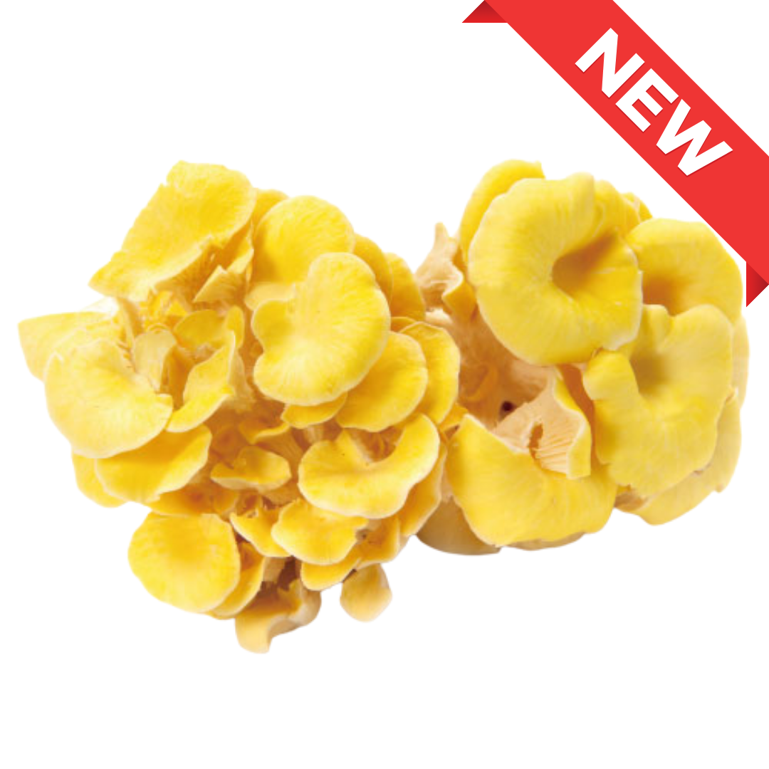 Golden Oyster Mushroom from Nagano  1pack (approx. 100g) | Delivery: 12th~13th Sep