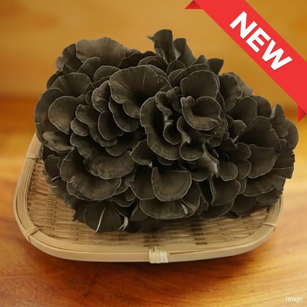 Black Maitake