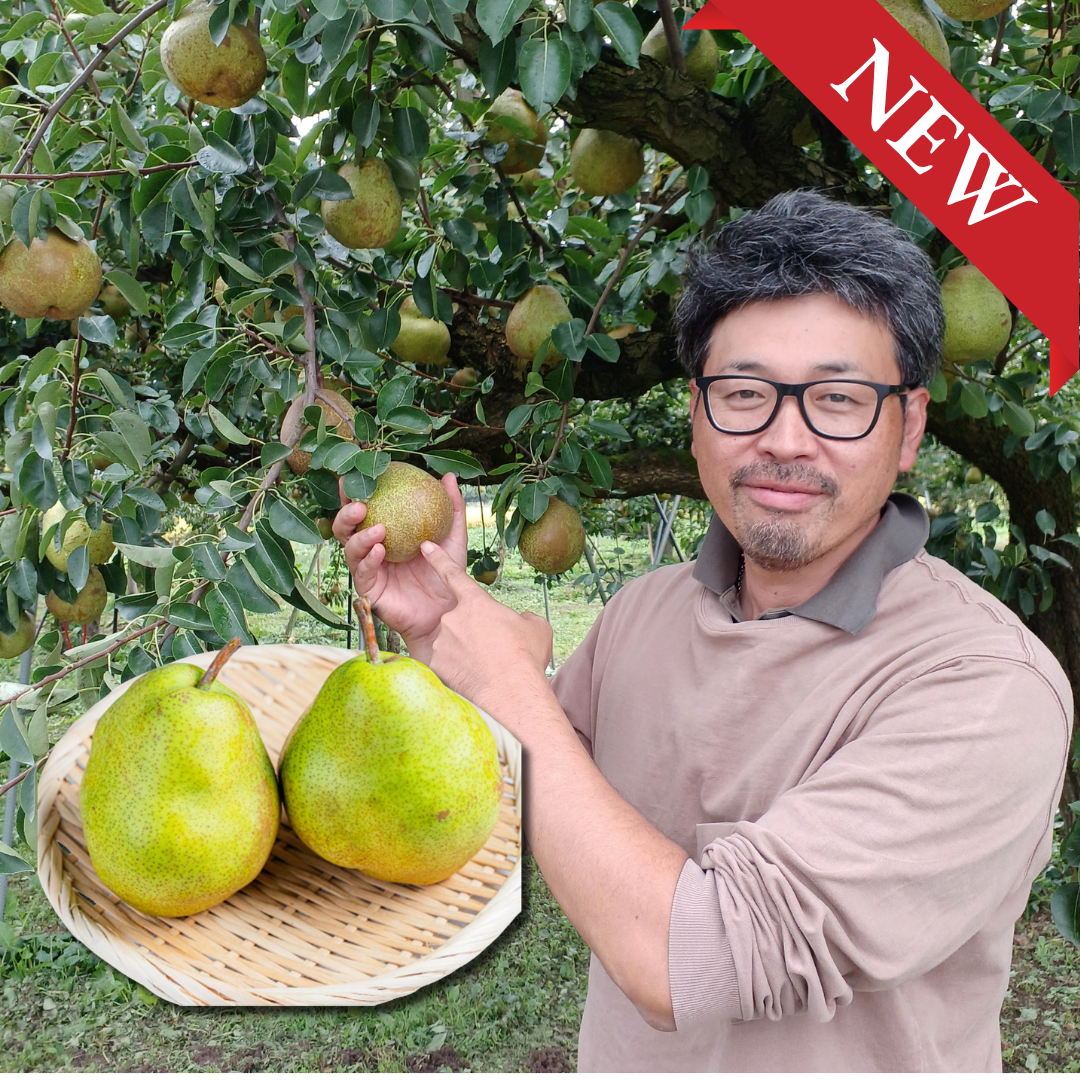 "Yamagata La France (2L-size/Farm Direct)", The “Queen of Western Pears,” Silky-Melting & Richly Fragrant, Approx.400g(2pcs) | Delivery: 16th~17th Oct