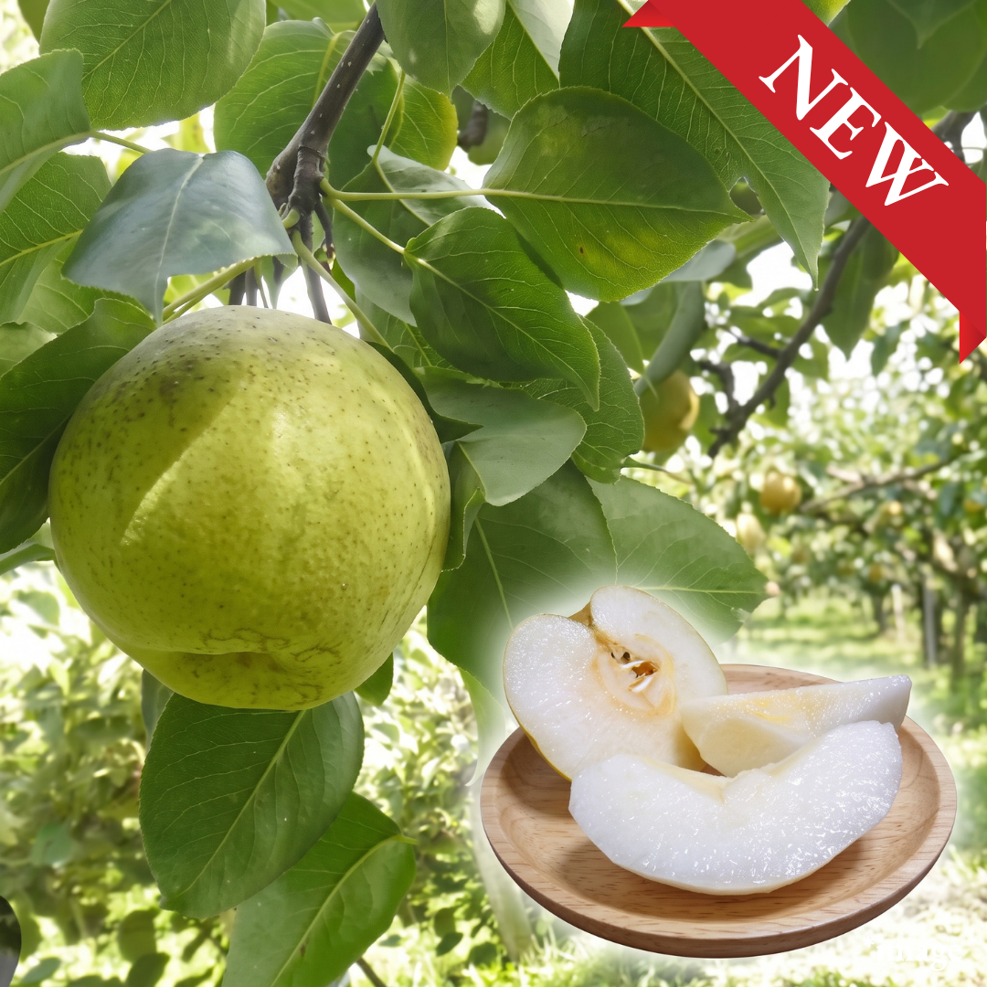 "Kaori (Giftbox/Extra-Large 6L-size/Rare)", The Rare Giant Once Abandoned for Its Difficult Cultivation, Approx.1.8~2.0kg(2pcs) | Delivery: 18th-19th Sep