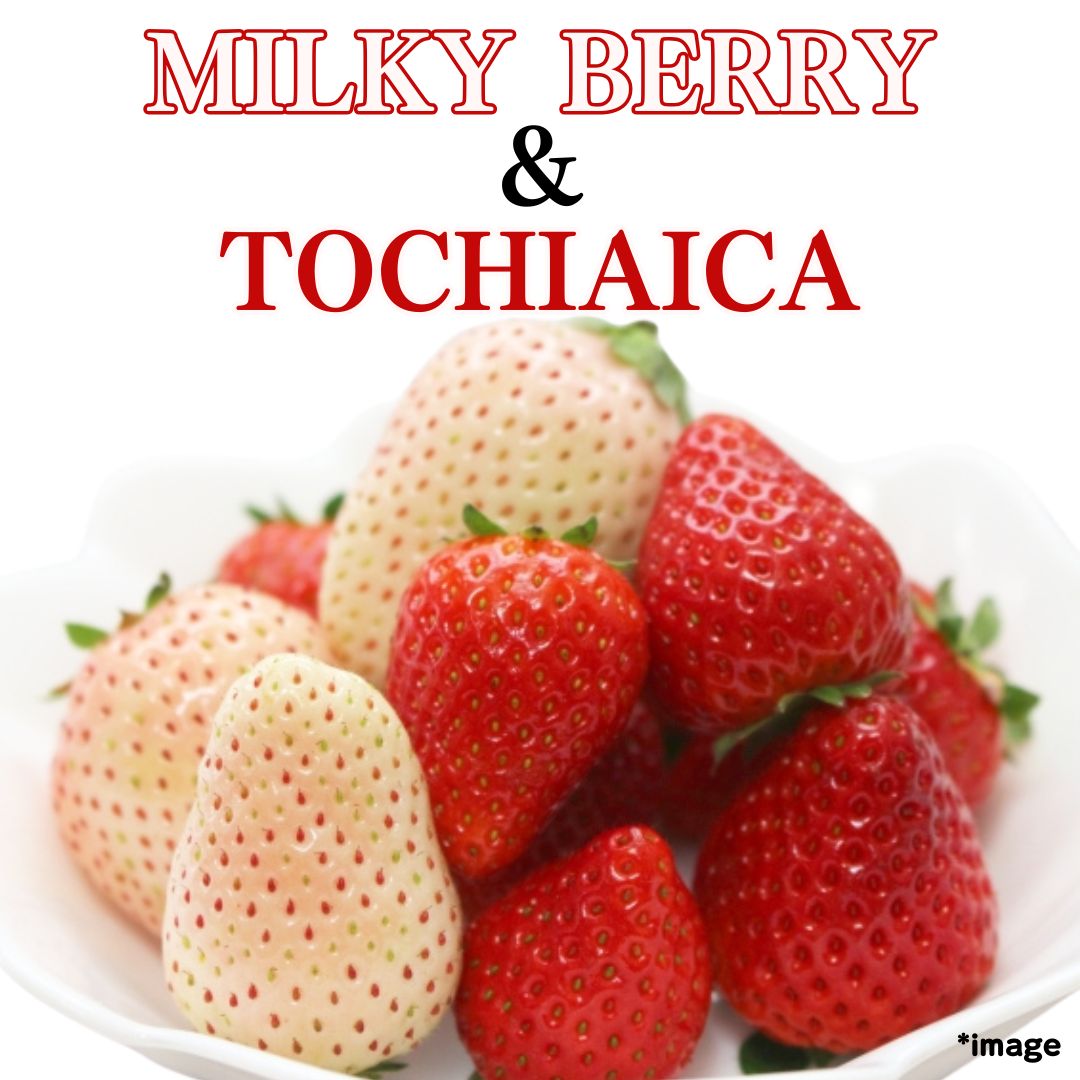 "Milky Berry & Tochiaica" approx.180g (1pack), rare and auspicious strawberries from Tochigi [Delivery between 10th~11th Jan]