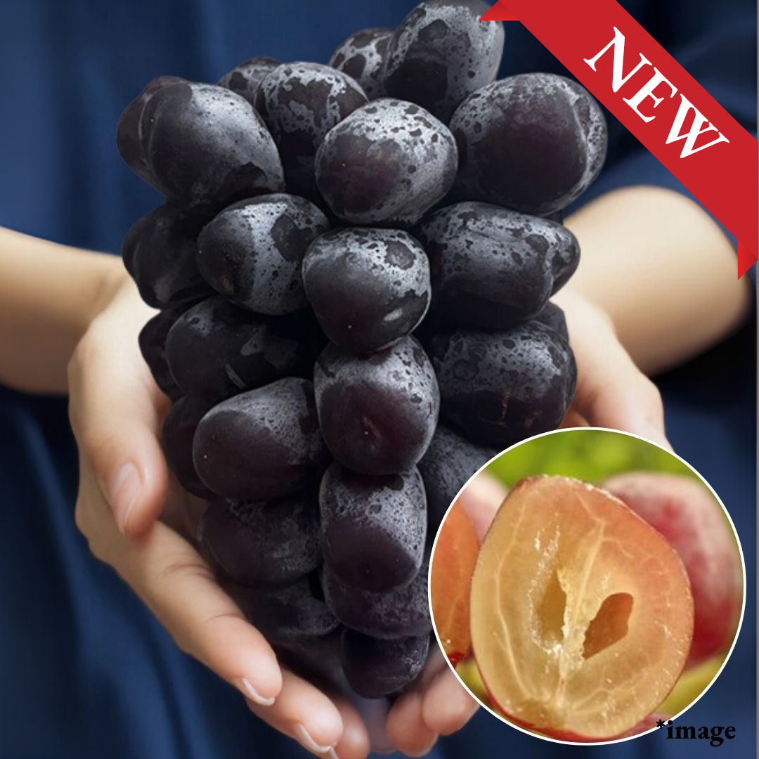 "Fuji no Kagayaki (Giftbox/3L-size/Rare)", Large Seedless Black Shine Muscat Named After Mt. Fuji, Approx. 500g | Delivery: 18th~19th Sep