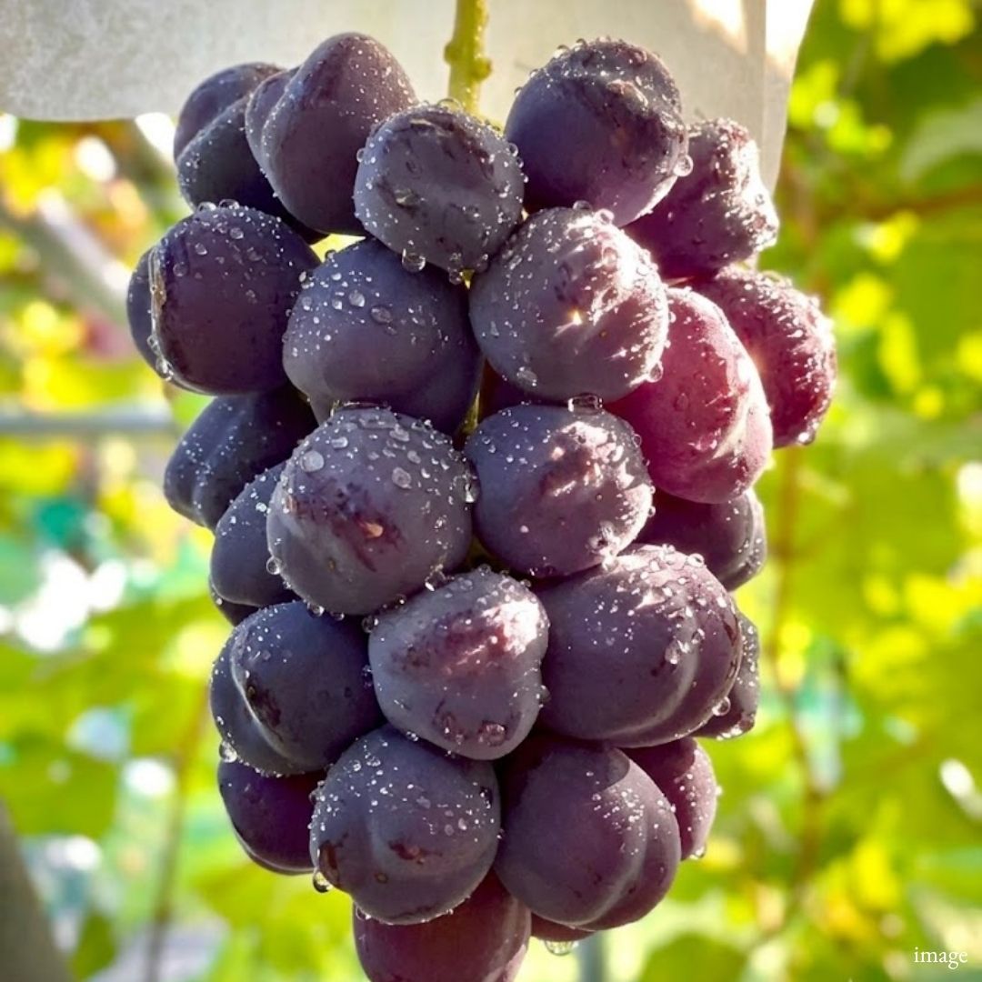 [Valued Members’ Exclusive Ultra-Rare Fruits] Large Seedless Black Shine Muscat Named After Mt. Fuji "Fuji no Kagayaki", (approx. 500g) | Delivery: 7th~8th Aug [limited to 10 bunches)