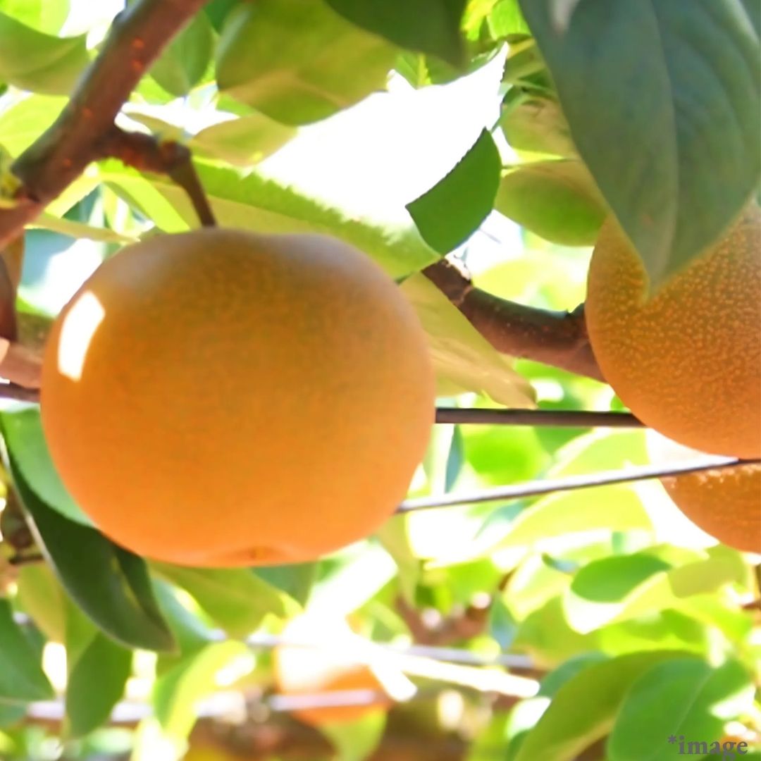 "Shintaka Pear (High Grade)", King of Japanese Pears, (Big size 2pcs/approx.1100g) | Delivery: 17th-18th Oct