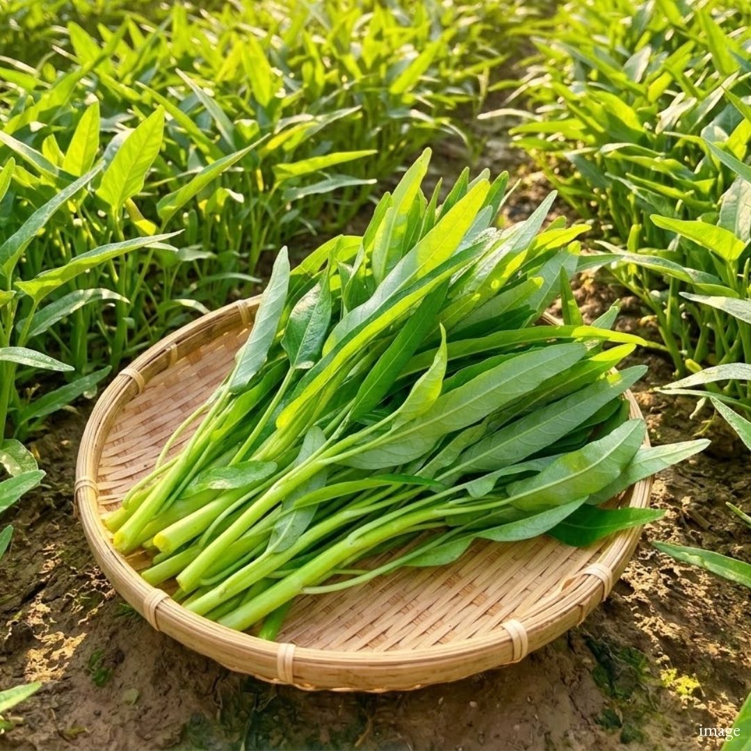 Aichi Water Spinach (Kong Xin Cai) | Crisp Stems, Tender Leaves & Fresh Seasonal Greens