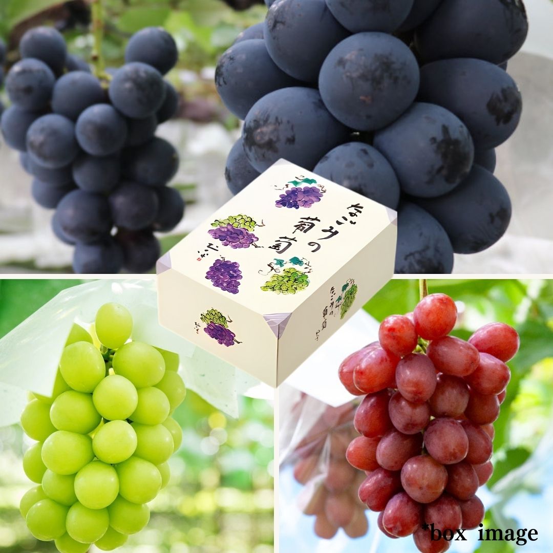 3 types Grape Gift Box "Shine Muscat & Queen Rouge & Nagano Purple" | Delivery: 5th~6th Sep - Tokyo Fresh Direct