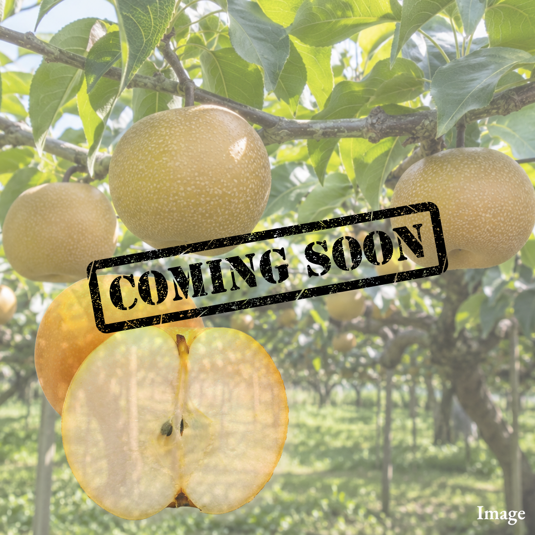 Midautumn Moon Pear "Akizuki (Extra-Large 5L-size)", The Best of Three Iconic Japanese Pears in One, Approx.1kg(2pcs) | Delivery: 9th~10th Oct