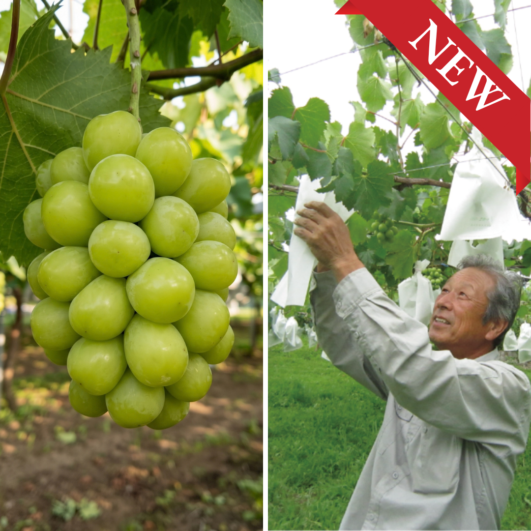 Miyako Farm "Shine Muscat (L-size/Farm Direct)", Known for Its Large Berries, Individually Bagged & Carefully Grown for a Crisp Bite and Elegant Muscat Aroma | Delivery: 16th~17th Oct