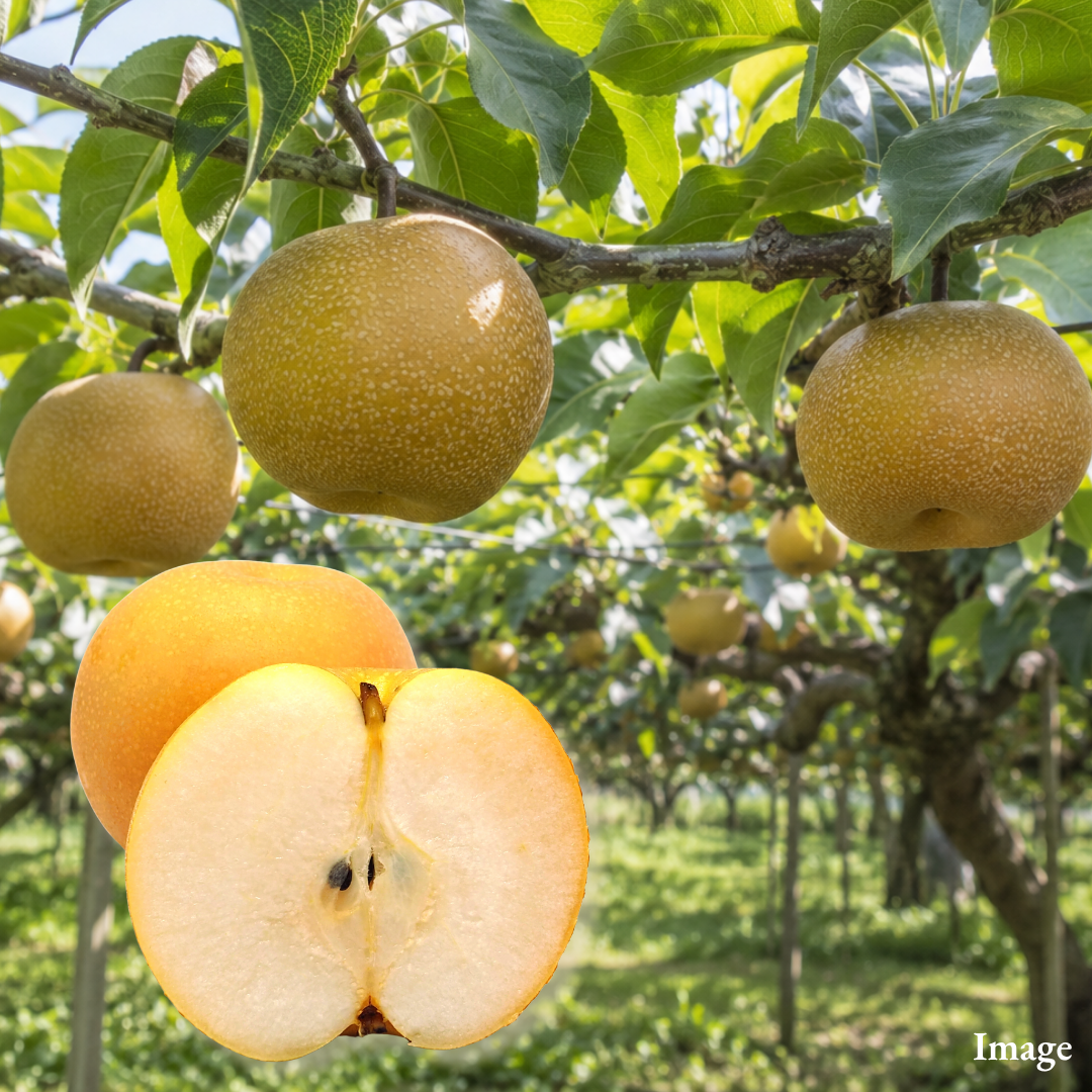 Midautumn Moon Pear "Akizuki (Extra-Large 5L-size)", The Best of Three Iconic Japanese Pears in One, Approx.1kg(2pcs) | Delivery: 9th~10th Oct