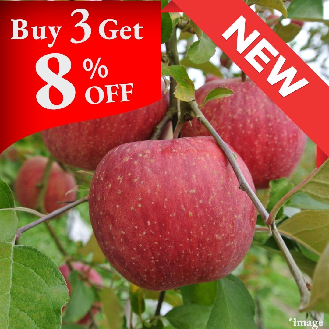 "Sun Tsugaru Apple (High Grade)", Sweet Apples Bathed in Sunshine, (2pcs/600g+) | Delivery: 26th~27th Sep