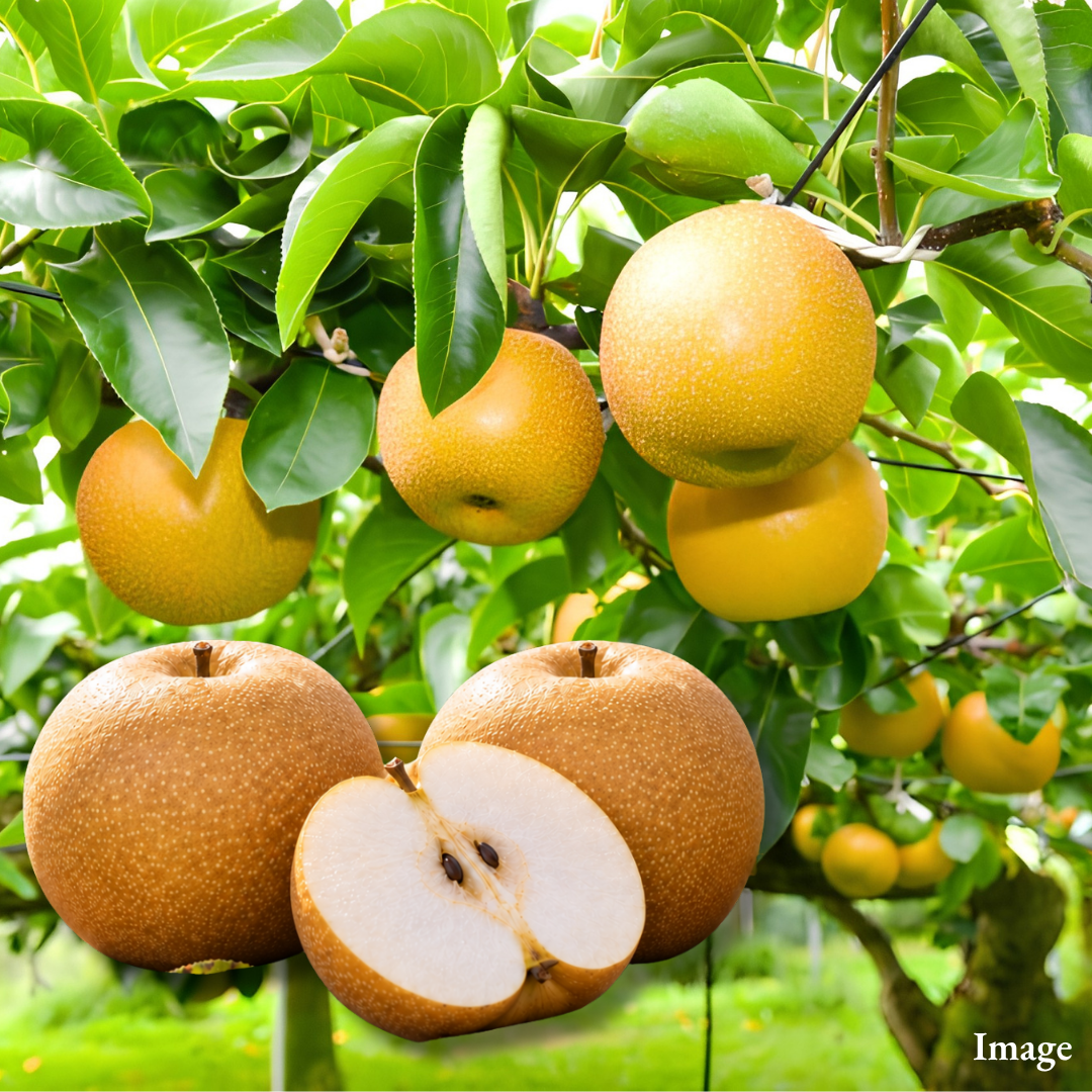 Jishinsaku Brand "Nikkori (Extra-Large 6L-size/Tochigi Premium)", Giant Tochigi-Born Pear, Selected at 13°+ Brix, Approx.1.6kg(2pcs) | Delivery: 9th~10th Oct