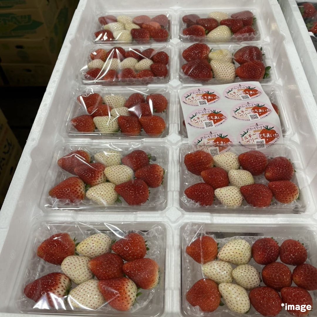 "Milky Berry & Tochiaica" approx.180g (1pack), rare and auspicious strawberries from Tochigi [Delivery between 10th~11th Jan]