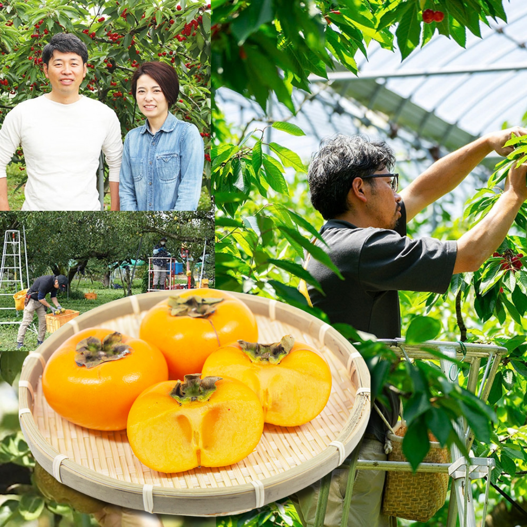 "Shonai Persimmon (2L-size/Farm Direct)", Birthplace of Japan’s Seedless Persimmon, with Refined Sweetness & Silky-Ripe Texture, Approx.400g(2pcs) | Delivery: 16th~17th Oct