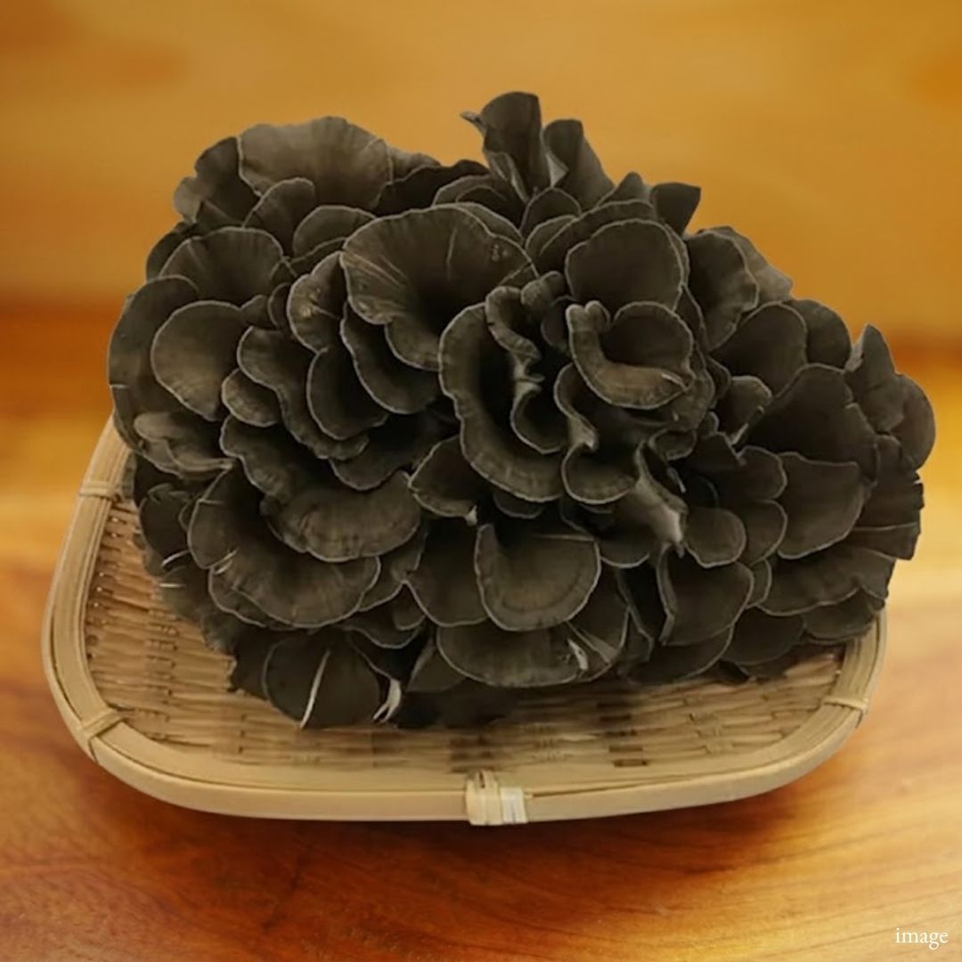 Black Maitake