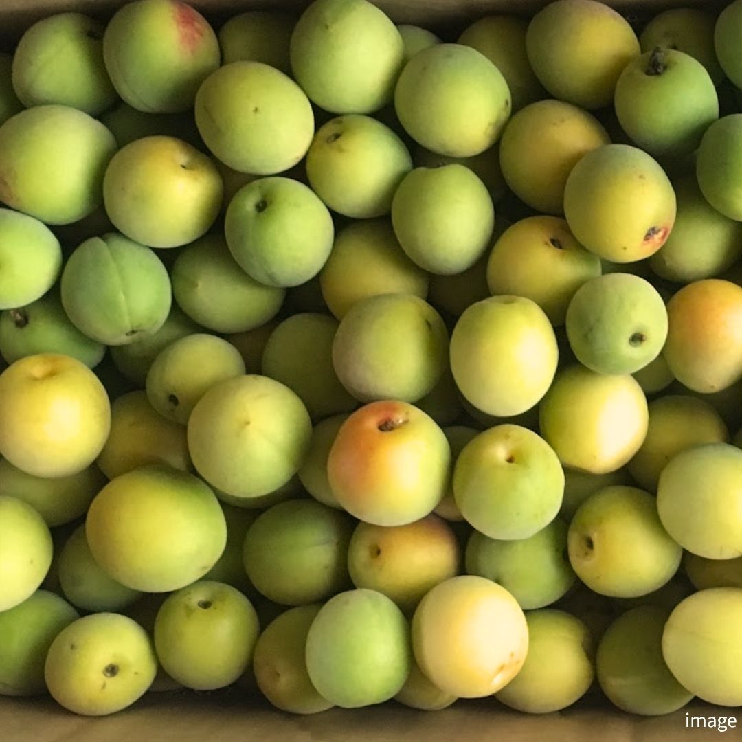 Gunma Premium Shirakaga Ume" – Finest Japanese Green Plums | Artisan Quality for Umeshu & Umeboshi | Seasonal Luxury Fruit | Approx. 1kg Pack | Delivery: 5th-13th June