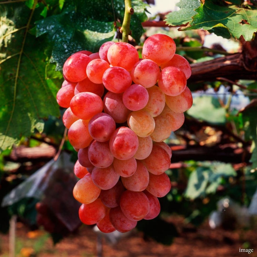 The Crimson Jewel – Kaiji Grape” [Special Member-Only Product] An Elegant & Rare Japanese Red Grape | Delivery: 18th–19th Sep