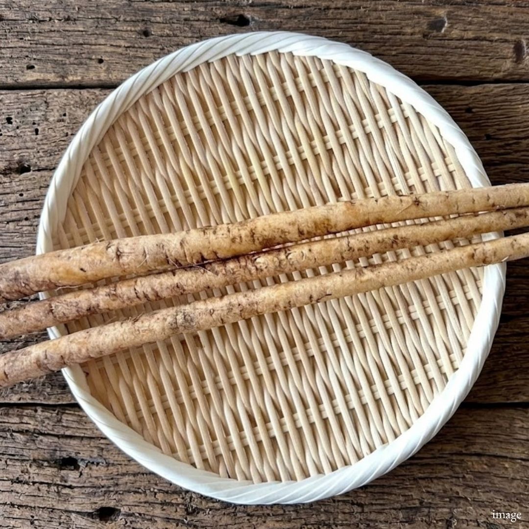 Japanese Young Burdock Root “Shin Gobo” – Tender Seasonal Harvest | Delicate Aroma & Crisp Texture | Premium Japanese Vegetable