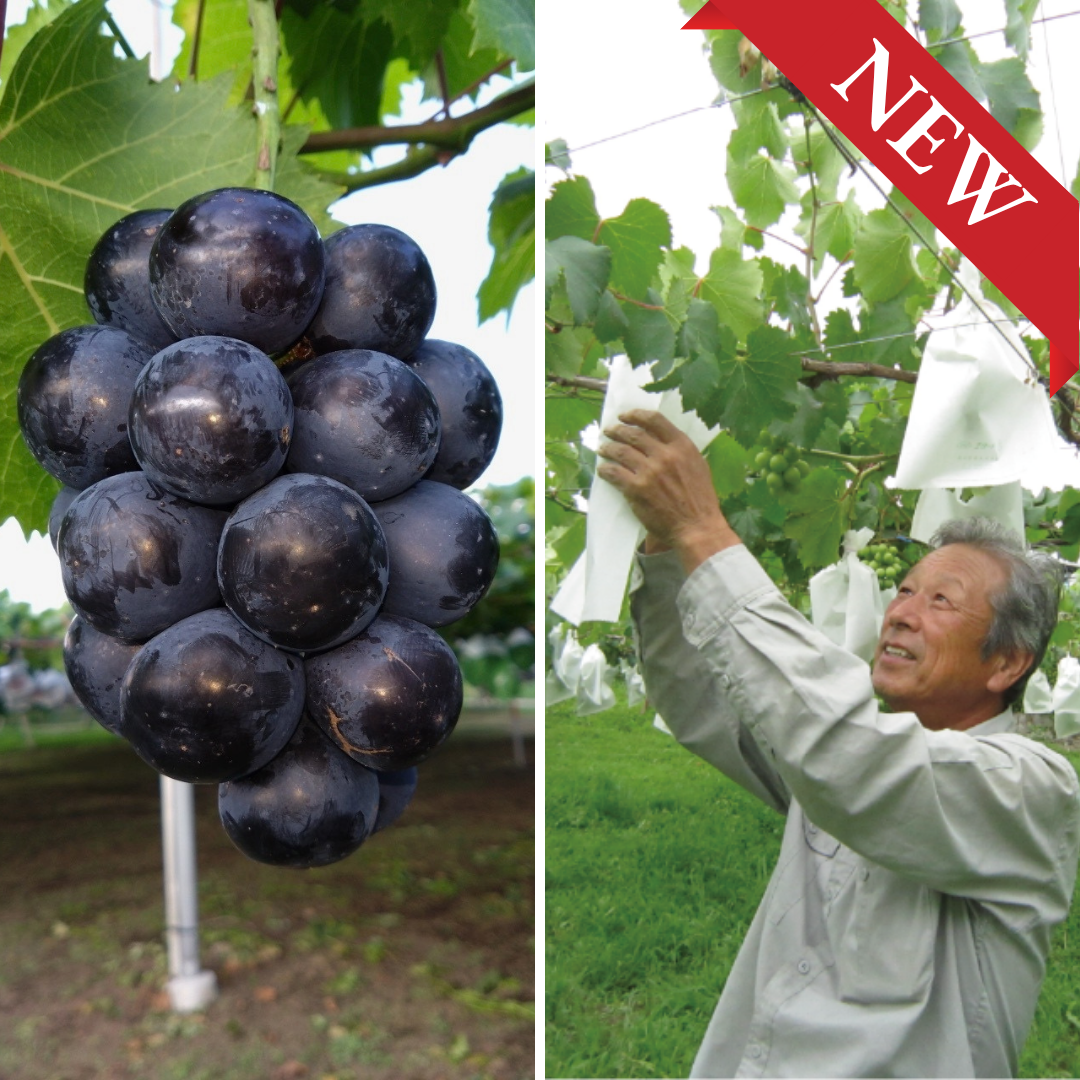 Miyako Farm "Nagano Purple (L-size/Farm Direct)", Known for Its Large Berries, Individually Bagged & Carefully Grown for a Refined Sweet-Tart Balance, | Delivery: 25th Sep~3rd Oct