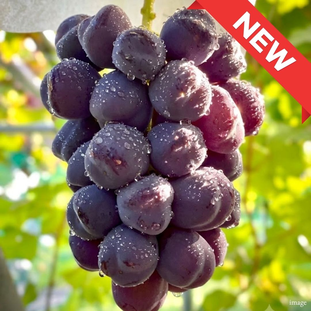 [Valued Members’ Exclusive Ultra-Rare Fruits] Large Seedless Black Shine Muscat Named After Mt. Fuji "Fuji no Kagayaki", (approx. 500g) | Delivery: 7th~8th Aug [limited to 10 bunches)