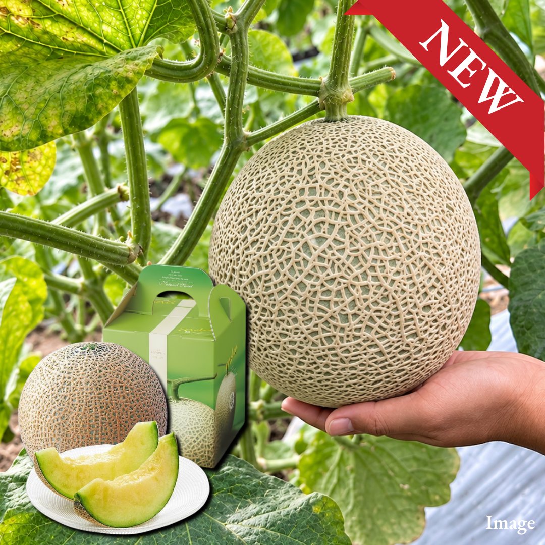 "Ibaraki Melon (Giftbox/Extra-Large 5L-size/High Grade)", Richly Fragrant Autumn Melon from Japan’s No.1 Melon Region, Approx.2kg | Delivery: 9th~10th Oct