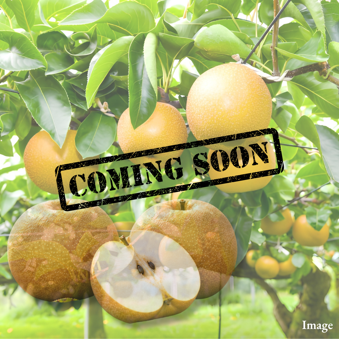 Jishinsaku Brand "Nikkori (Extra-Large 6L-size/Tochigi Premium)", Giant Tochigi-Born Pear, Selected at 13°+ Brix, Approx.1.6kg(2pcs) | Delivery: 9th~10th Oct