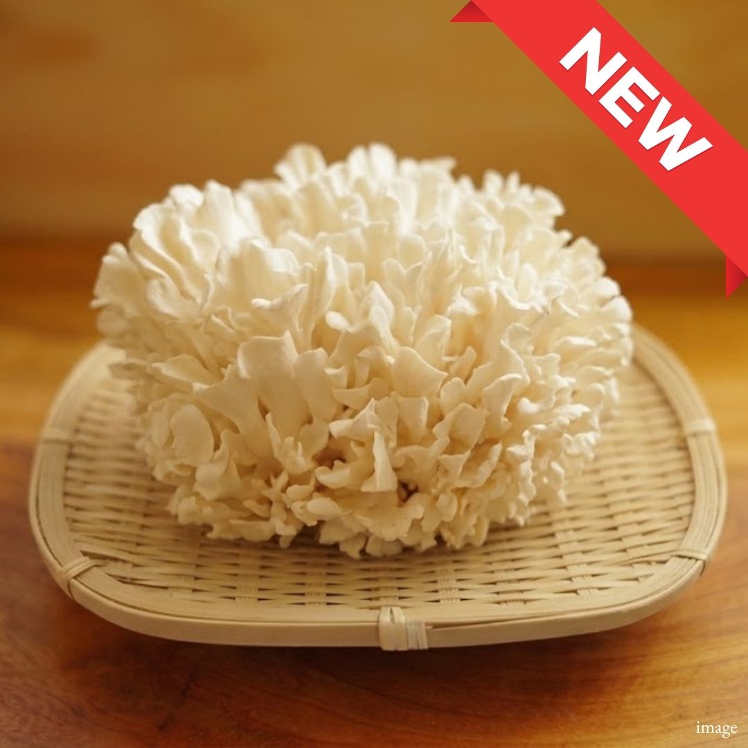 White Maitake