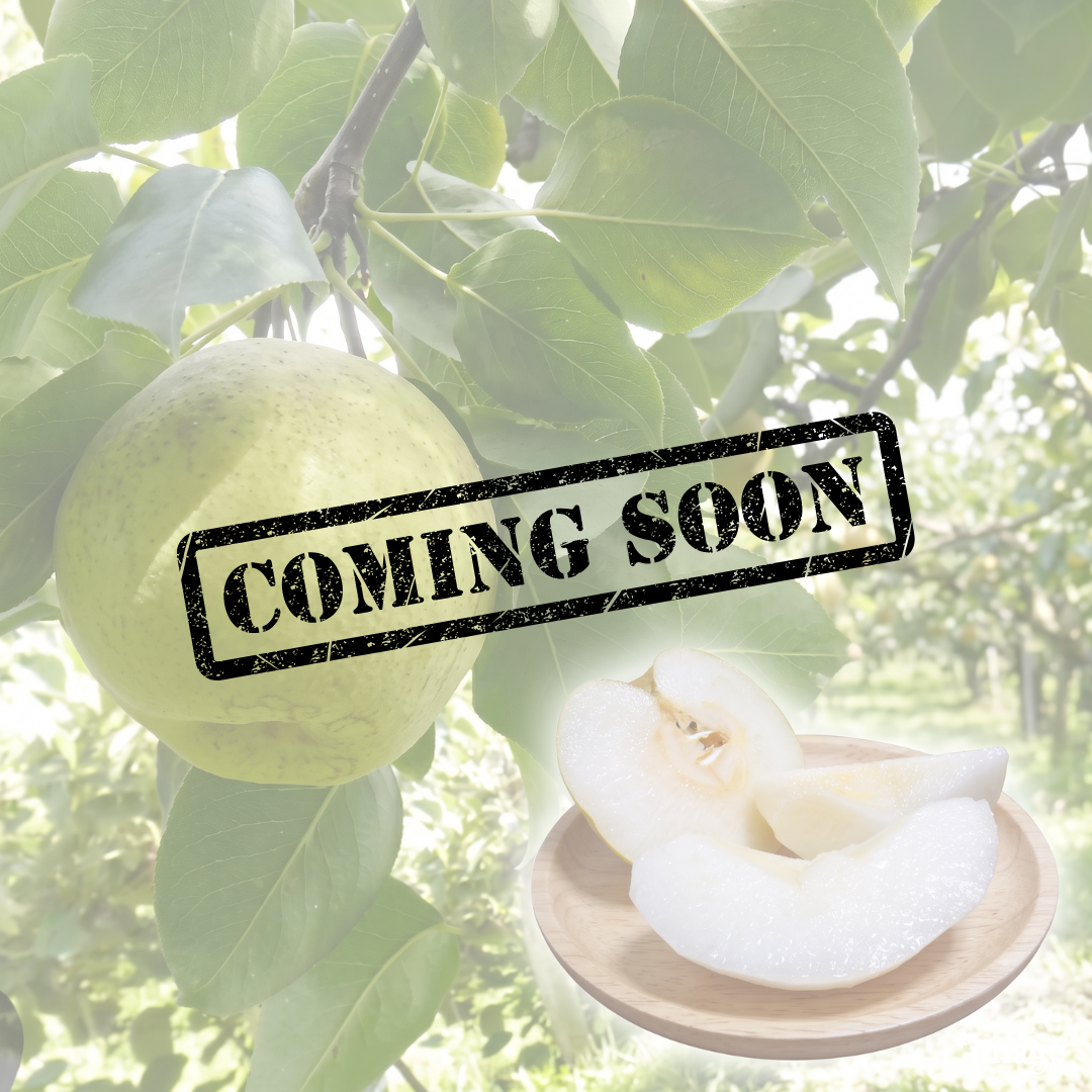 "Kaori (Giftbox/Extra-Large 6L-size/Rare)", The Rare Giant Once Abandoned for Its Difficult Cultivation, Approx.1.8~2.0kg(2pcs) | Delivery: 18th-19th Sep