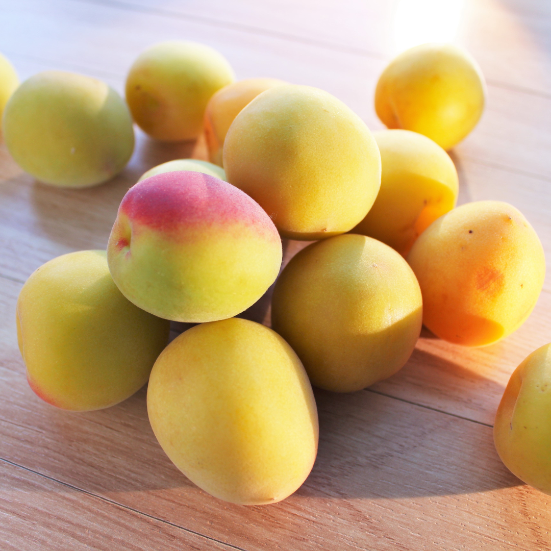 Homemade Plum Wine Set. Ripe Plum vs. Early Harvet Plums [13th ~ 14th June Delivery]