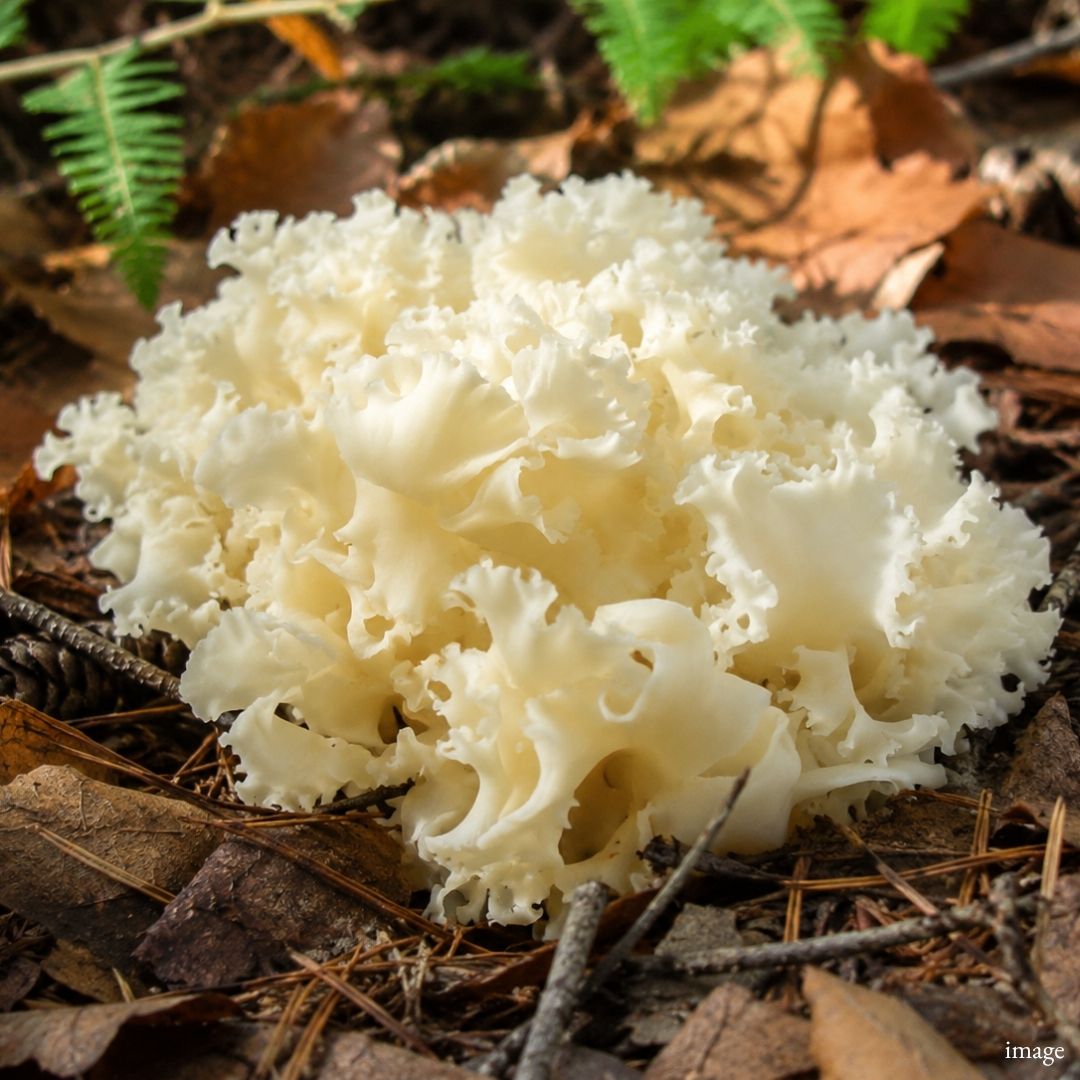 Japanese Hanabiratake (Cauliflower Mushroom) – Delicate, Crisp & Naturally Fragrant 1pack (approx. 100g)