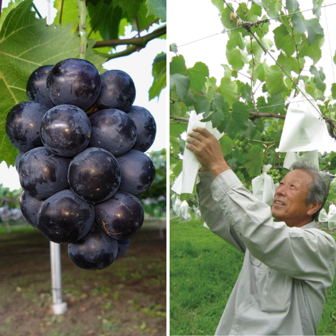 Miyako Farm "Nagano Purple (L-size/Farm Direct)", Known for Its Large Berries, Individually Bagged & Carefully Grown for a Refined Sweet-Tart Balance, | Delivery: 25th Sep~3rd Oct