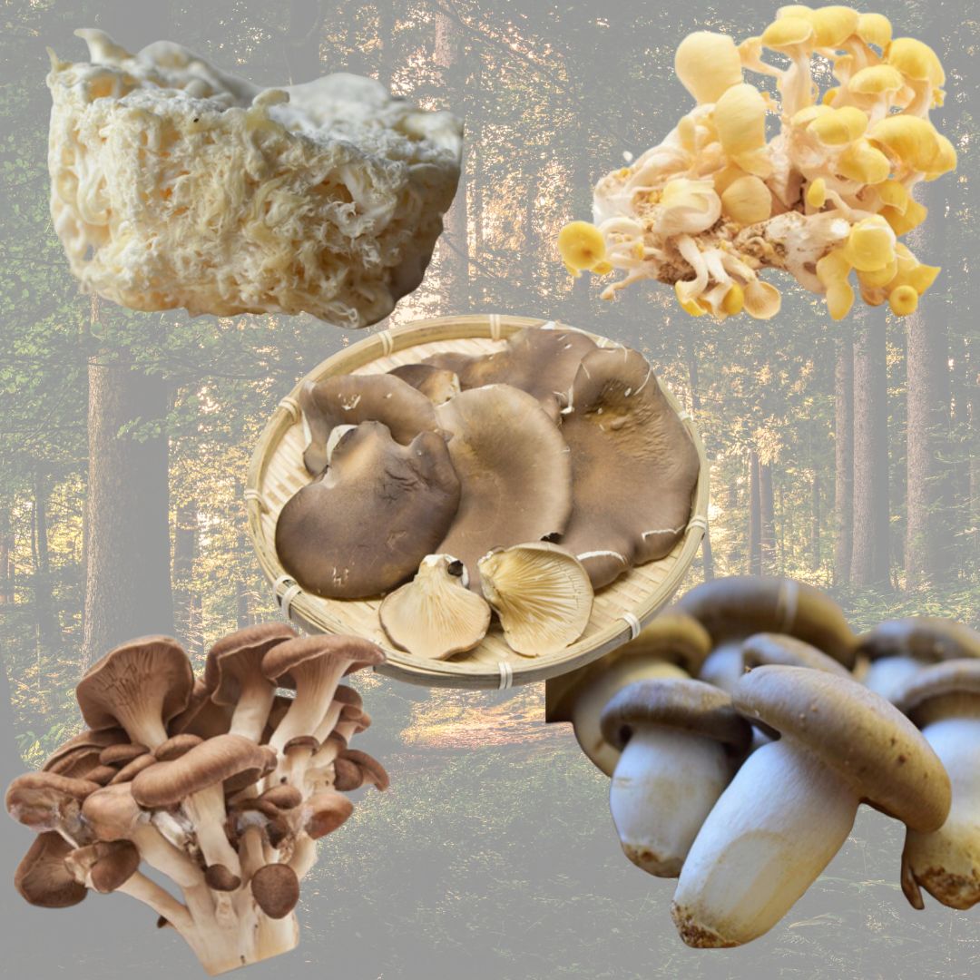 5 Types of Rare Mushrooms Combo [[Delivery between 7th~8th Feb] - Tokyo Fresh Direct