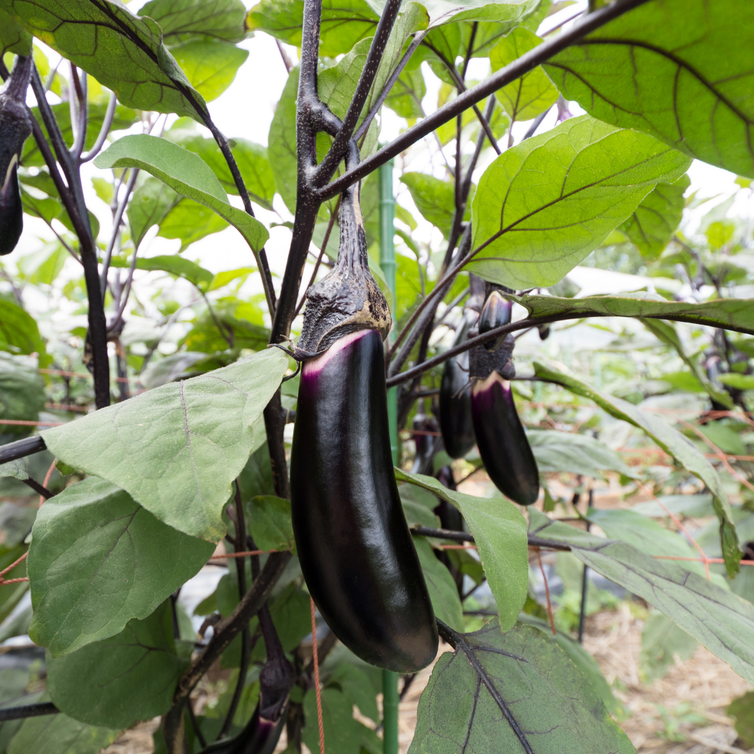 Basara Eggplants (婆娑羅茄子) – A Rare Aomori Specialty, Perfect for Summer Dishes