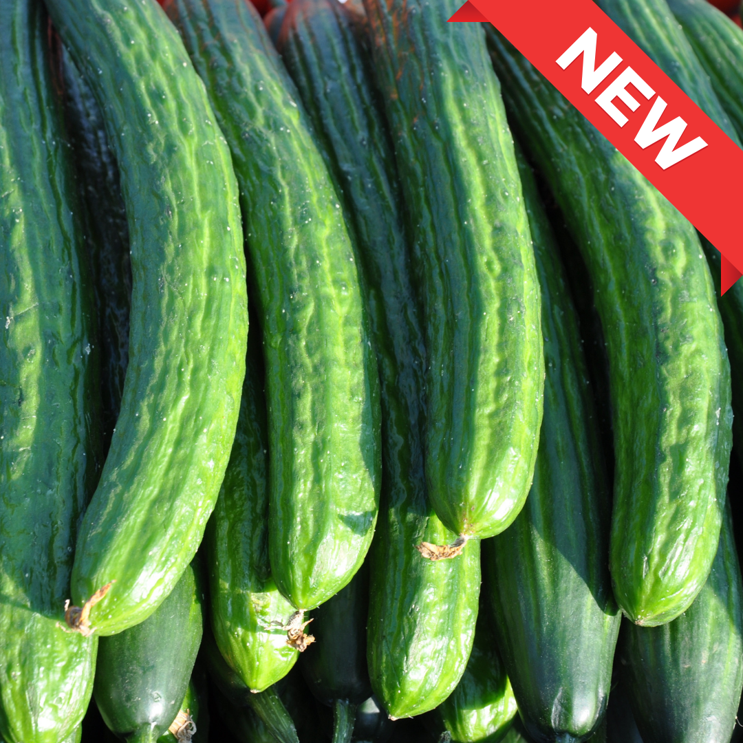 Crisp Morning Harvest Cucumbers from Nerima. Approx 3pcs  | Delivery: 4th~12th July