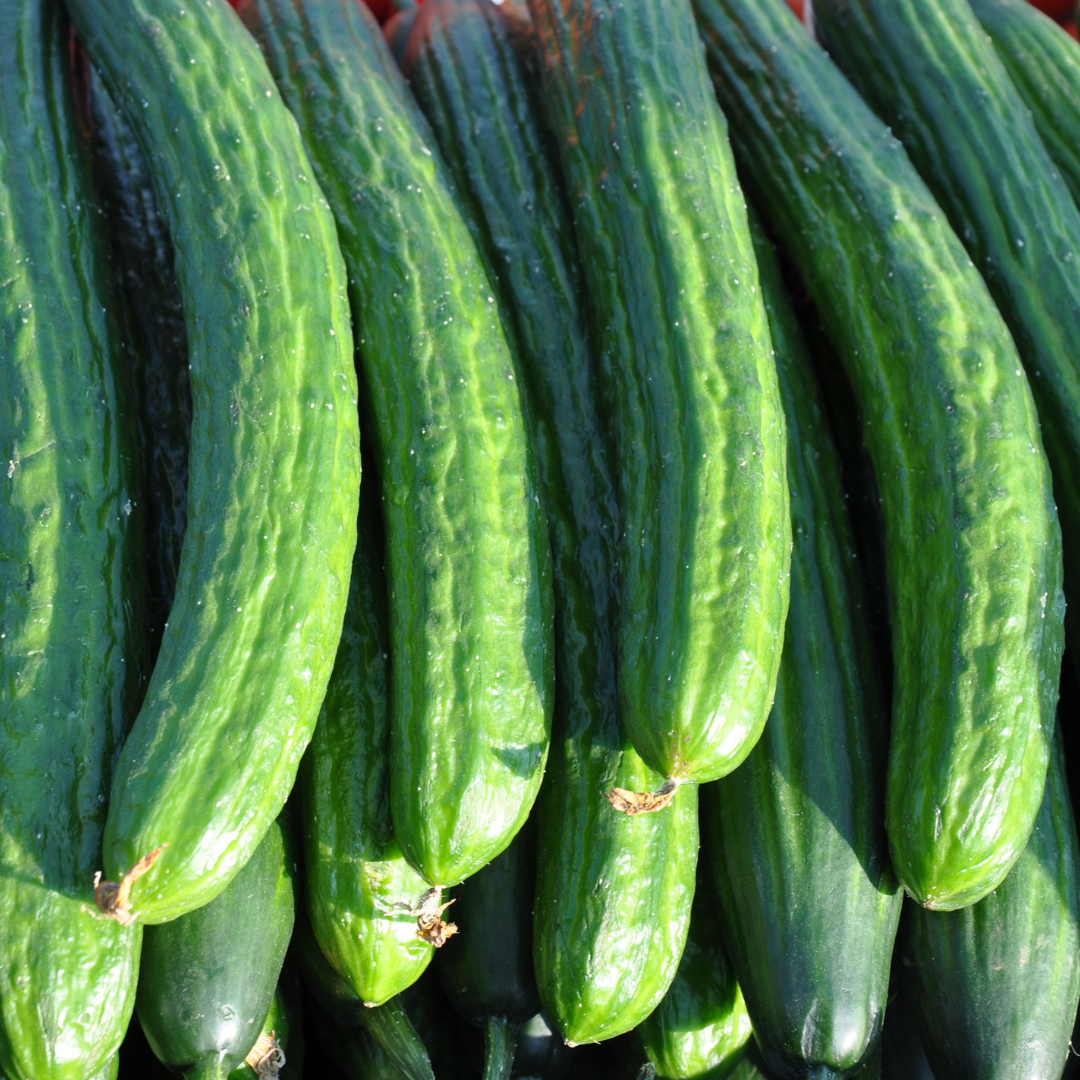 Crisp Morning Harvest Cucumbers from Nerima. Approx 3pcs  | Delivery: 4th~12th July