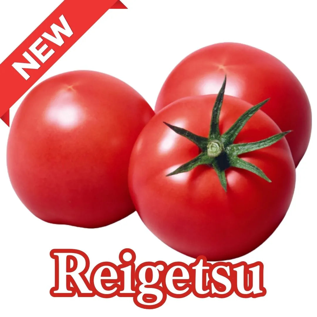 "Reigetsu (2kg/4kg box)”, large ripe tomatos with strong flavor from Nagano [Delivery between 7th~8th Mar] -Nagano Fair 2025