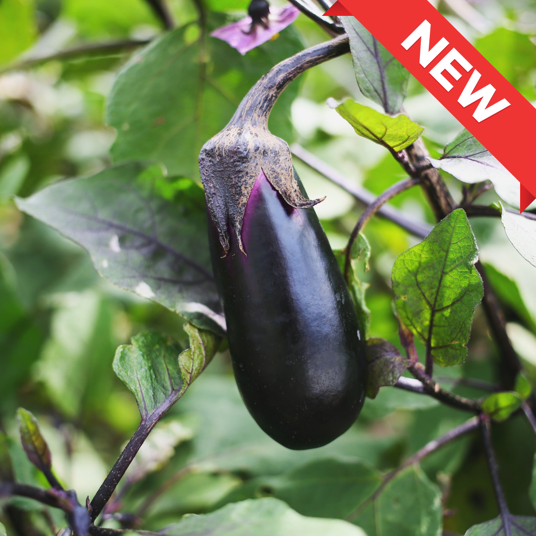 Juicy Nerima Eggplants – Perfect for Summer Dishes. Approx 3-5pcs  | Delivery: 4th~12th July