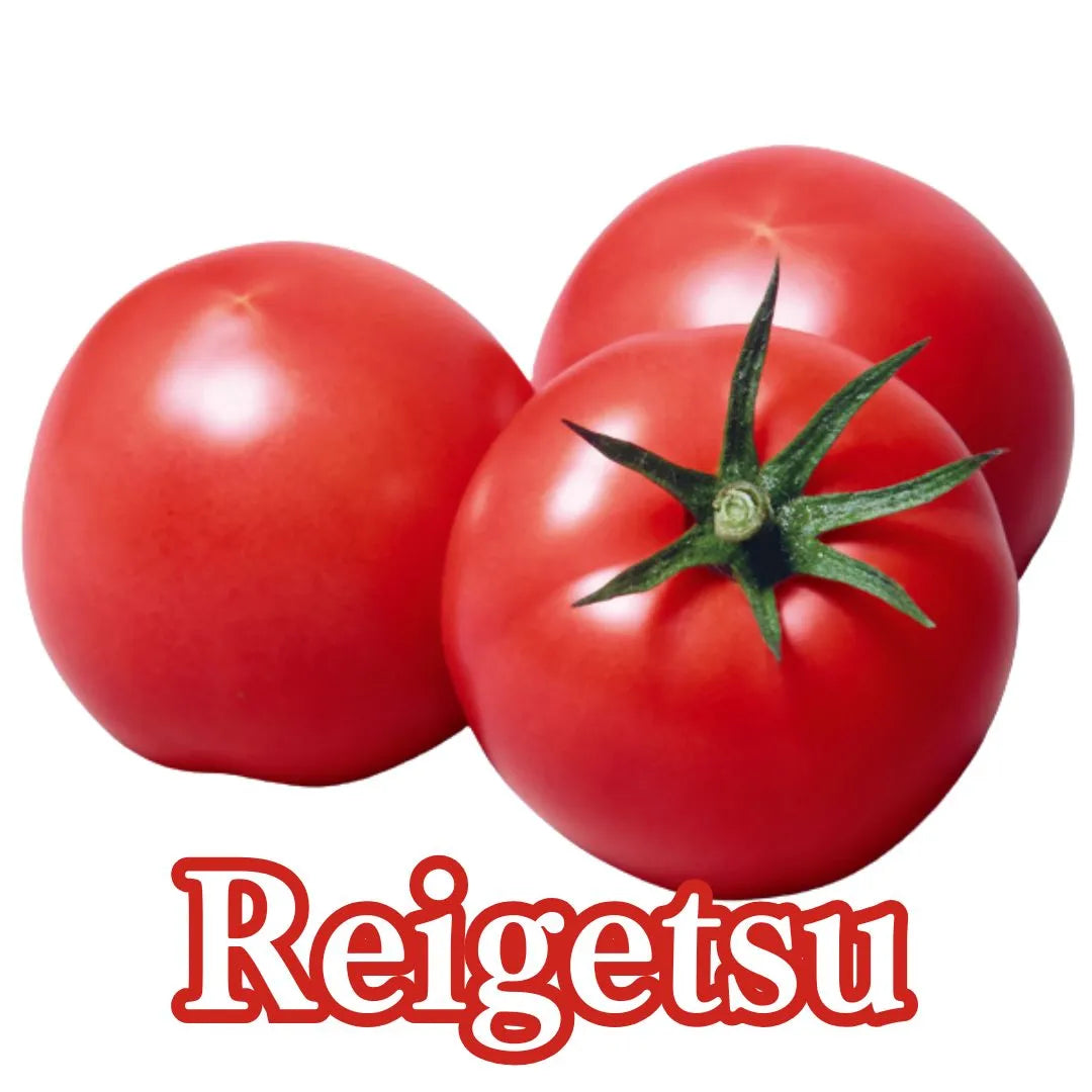 "Reigetsu (2kg/4kg box)”, large ripe tomatos with strong flavor from Nagano [Delivery between 7th~8th Mar] -Nagano Fair 2025