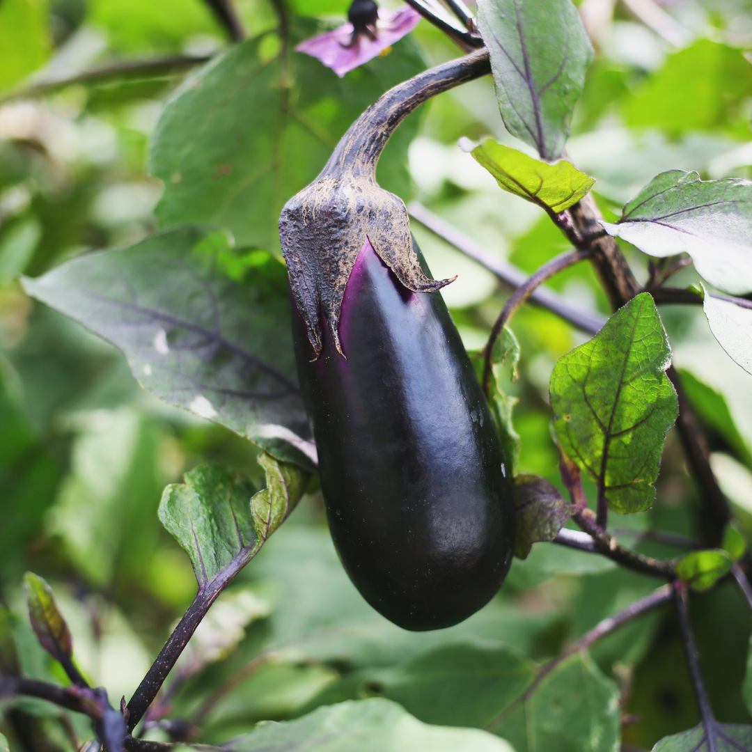 Juicy Nerima Eggplants – Perfect for Summer Dishes. Approx 3-5pcs  | Delivery: 4th~12th July
