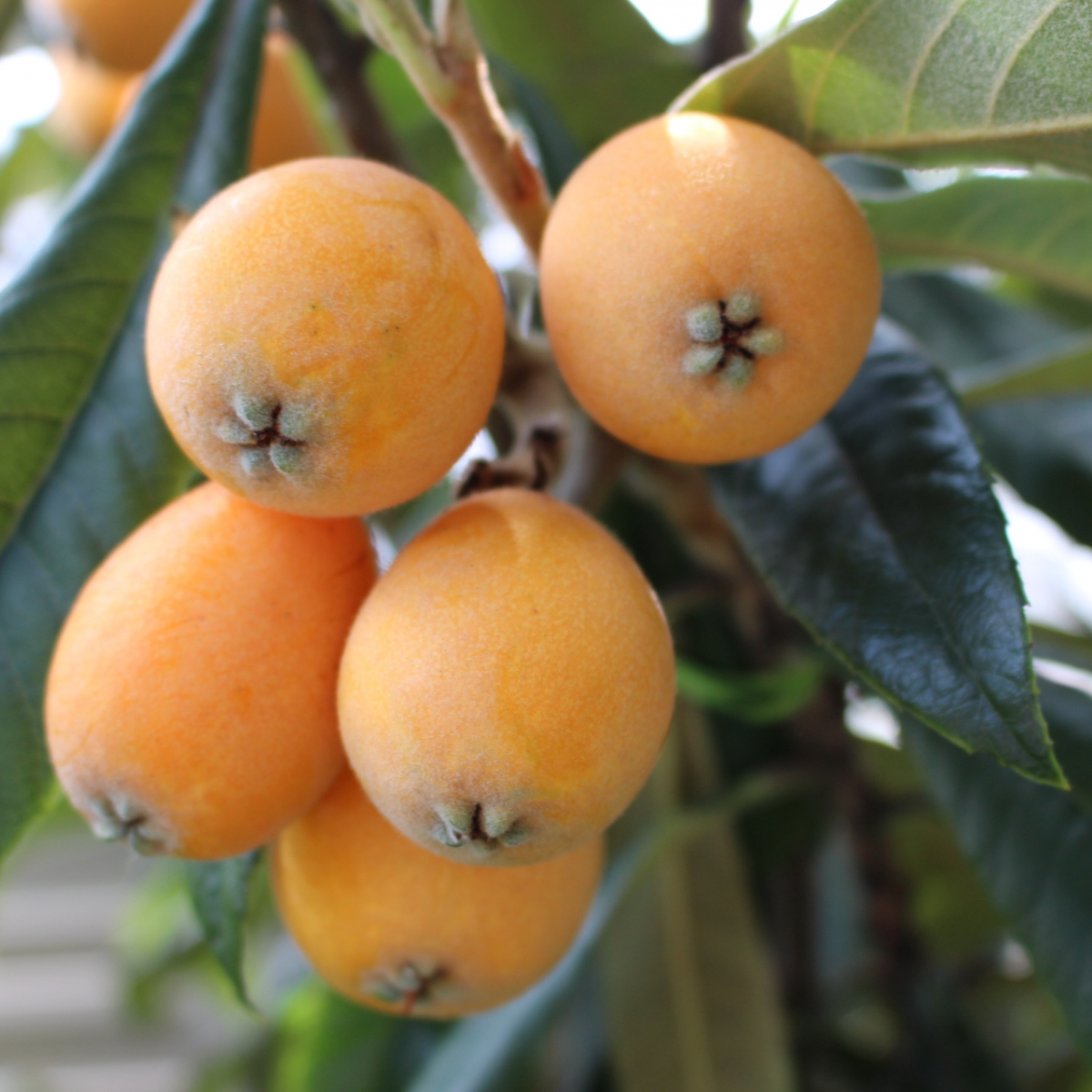 AJISAI Exquisite Mogi Biwa Loquat Pure Fruit Jam