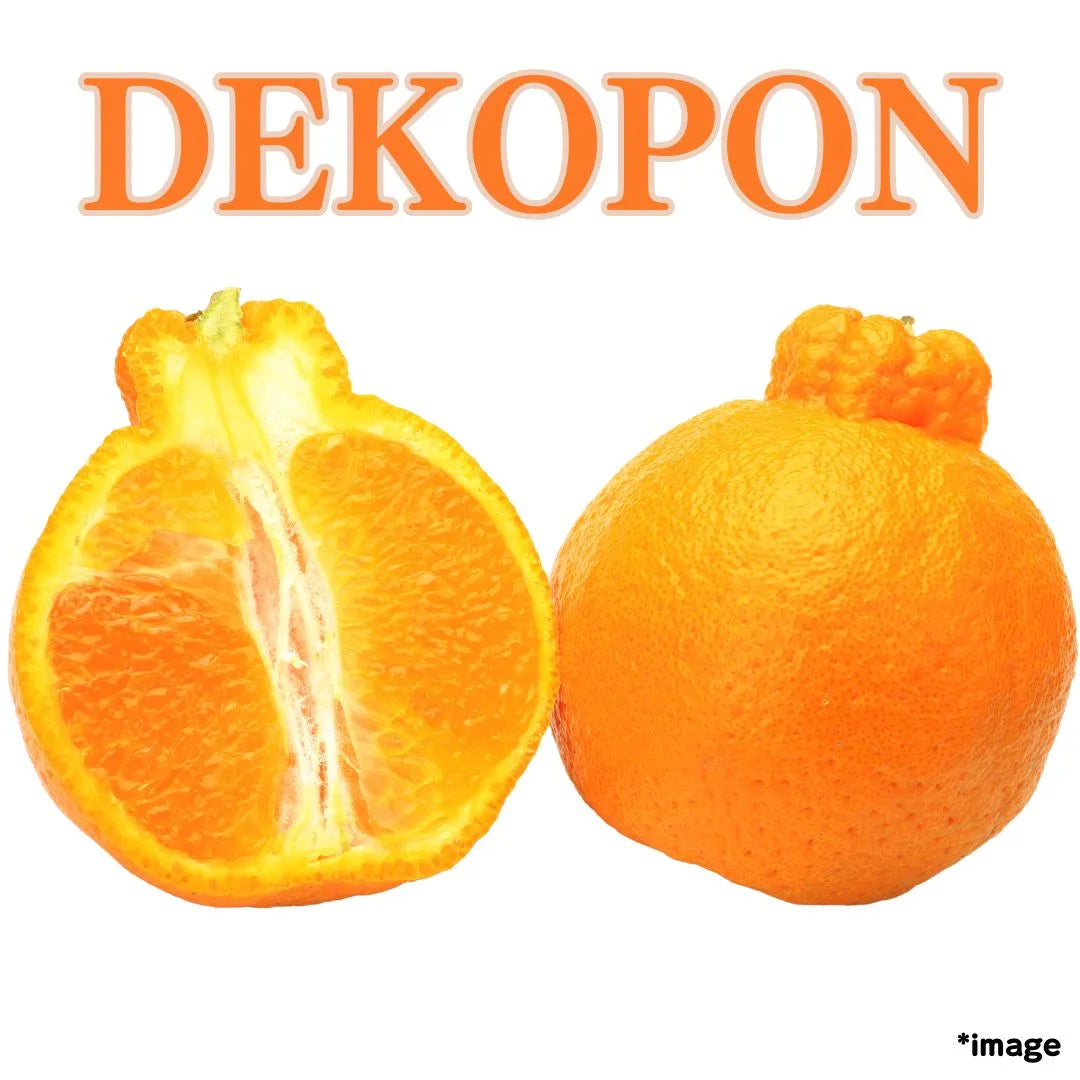 "House Dekopon (Top Grade)" approx.300g, “King of citrus” from Kumamoto [Delivery between 10th~11th Jan]