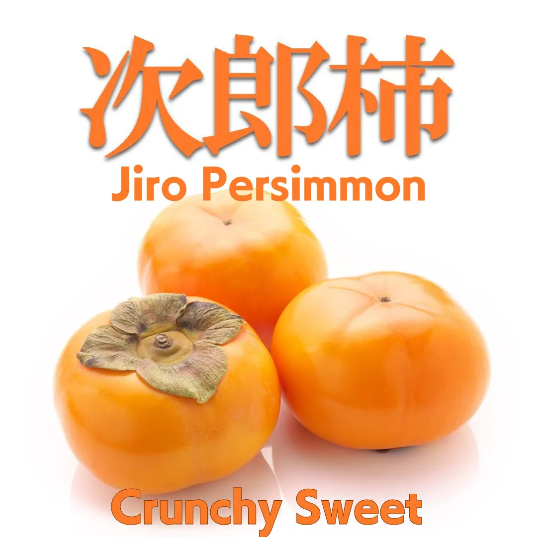 "Jiro Persimmon" 2pc/approx.##g, Crispy and sweet, nearly seedless persimmon ,from Aichi [Delivery between 15th~16th Nov]