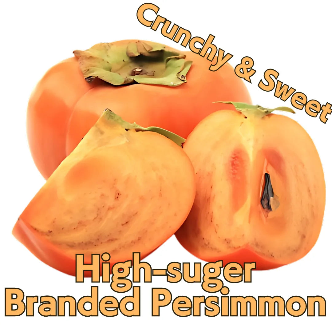 "Jiro Persimmon" 2pc/approx.##g, Crispy and sweet, nearly seedless persimmon ,from Aichi [Delivery between 15th~16th Nov]