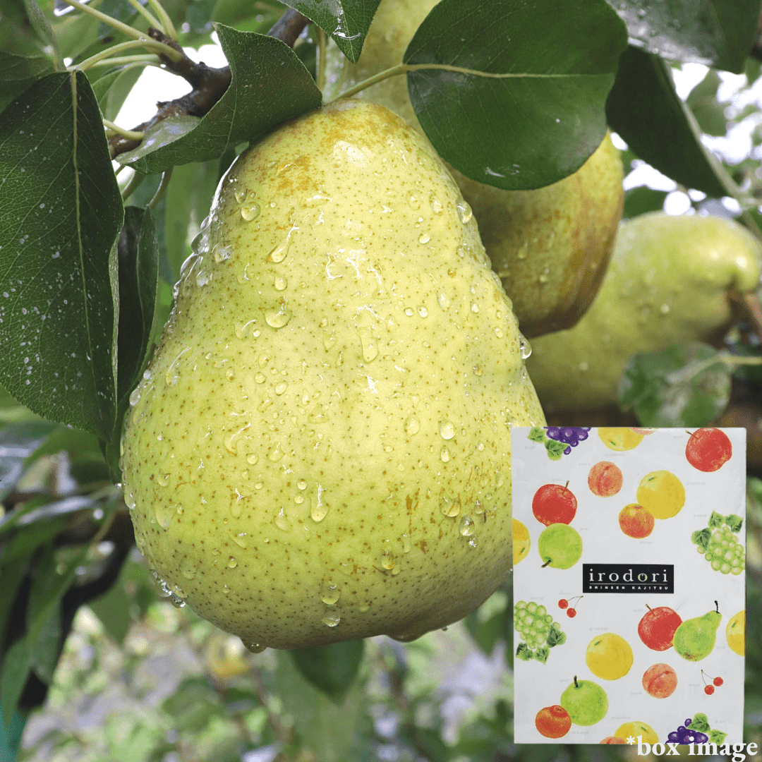 A Rare Holiday Pear for Christmas "Silver Bell", 3kg Giftbox(16 - 20pcs) | Delivery: 19th - 20th Dec - Tokyo Fresh Direct