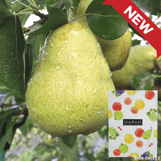 A Rare Holiday Pear for Christmas "Silver Bell", 3kg Giftbox(16 - 20pcs) | Delivery: 19th - 20th Dec - Tokyo Fresh Direct