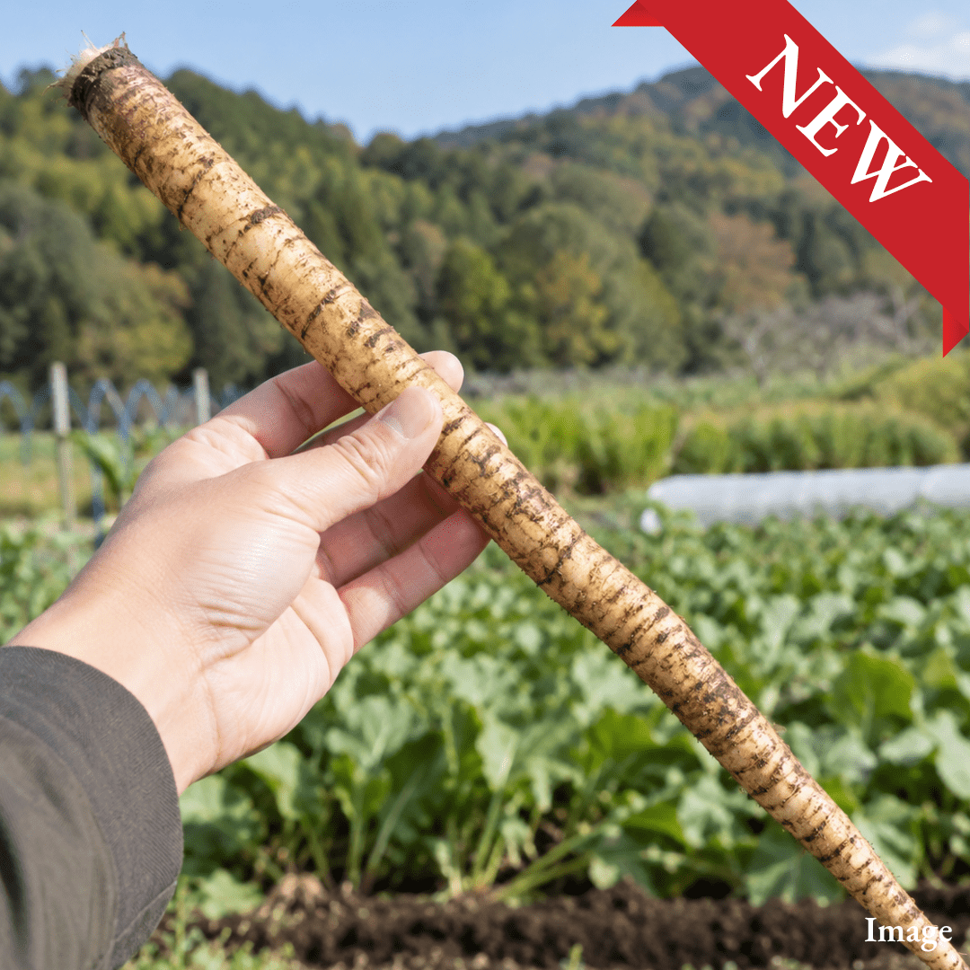 Aomori Washed-Burdock, Fragrant, Crisp & Grown in Japan’s No. 1 Burdock Region, Approx.200g(1pc) | Delivery: 6th~7th Nov - TFD (Tokyo Fresh Direct)
