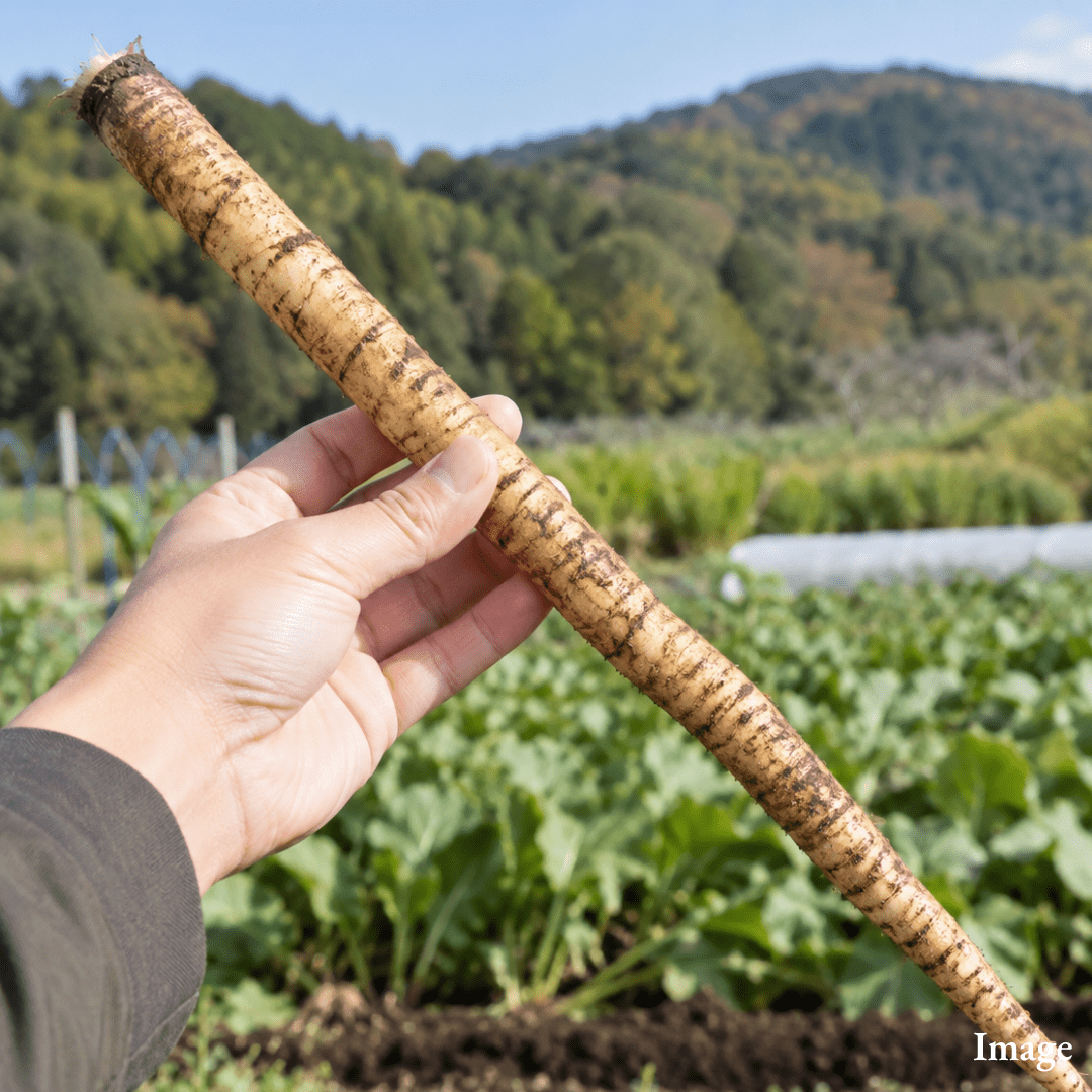Aomori Washed-Burdock, Fragrant, Crisp & Grown in Japan’s No. 1 Burdock Region, Approx.200g(1pc) | Delivery: 6th~7th Nov - TFD (Tokyo Fresh Direct)