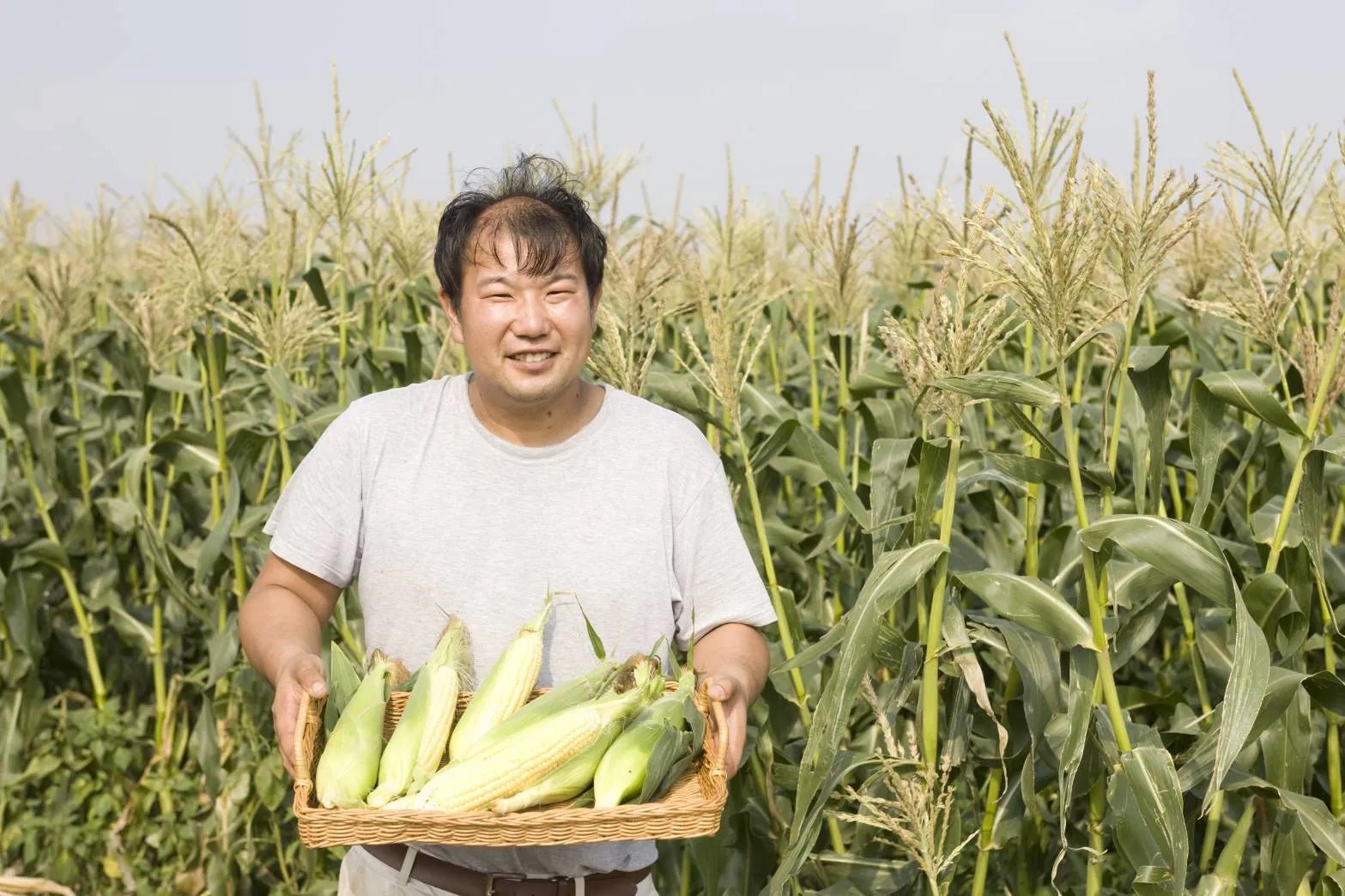 As Sweet As Fruit! Premium White and Yellow Corns Set from Hokkaido [23 - 24th Aug Delivery] - Tokyo Fresh Direct