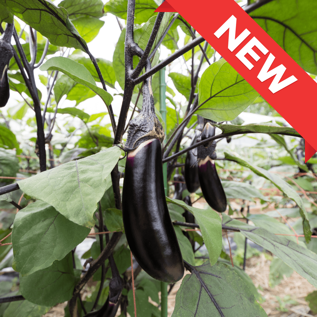 Basara Eggplants (婆娑羅茄子) – A Rare Aomori Specialty, Perfect for Summer Dishes - Tokyo Fresh Direct